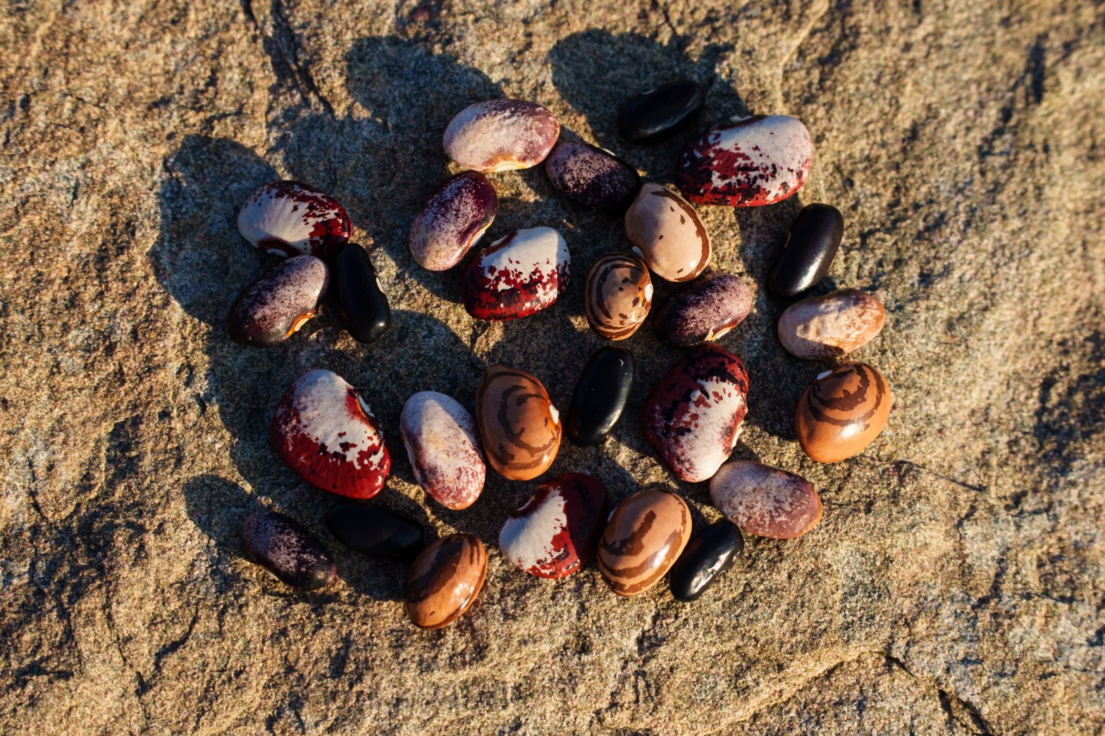 bean seeds on a rock